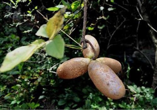 野香蕉的营养价值 野山香蕉有什么功效