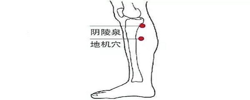 地机是在身体哪个位置（地机在人体的哪个部位）