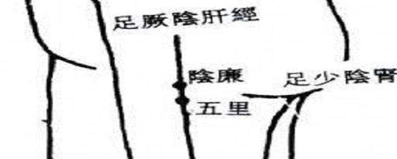 阴廉准确位置图 阴廉准确位置图和作用的准确位置图片