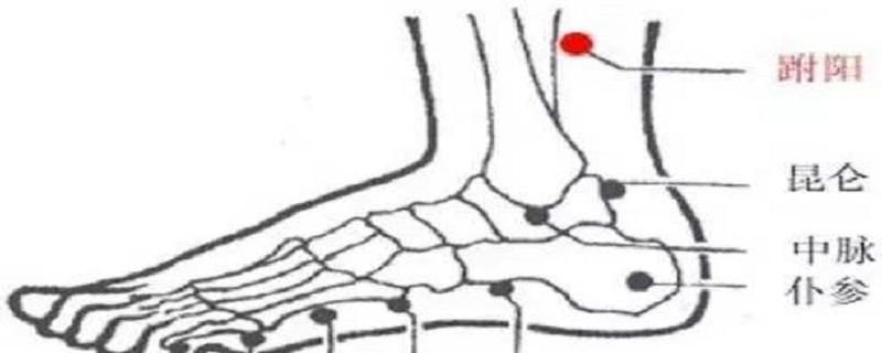 跗阳准确位置图和作用 足太阳经的准确位置图和作用跗