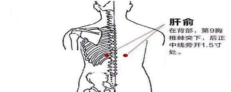 肝俞怎么找最简单（如何找肝俞的准确位置）