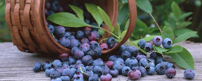 蓝莓汁的功效与作用 浓缩蓝莓汁的功效与作用