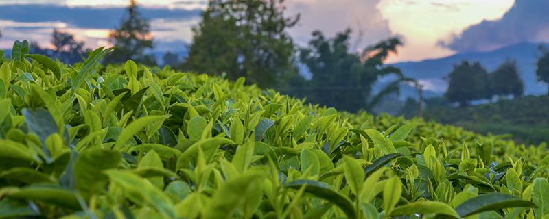 海棠茶叶的功效与作用（海棠叶茶有什么作用）