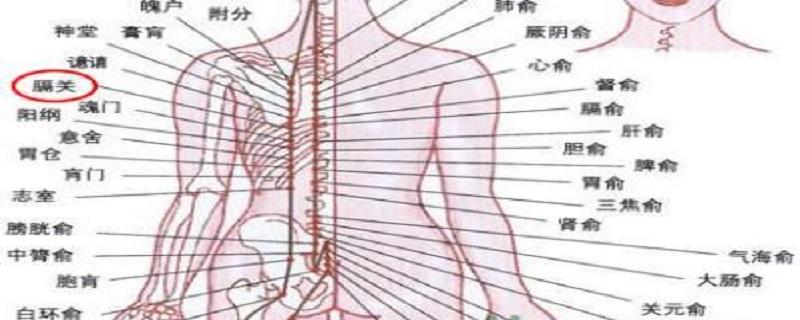 膈关的准确位置（膈关的准确位置图作用功效）