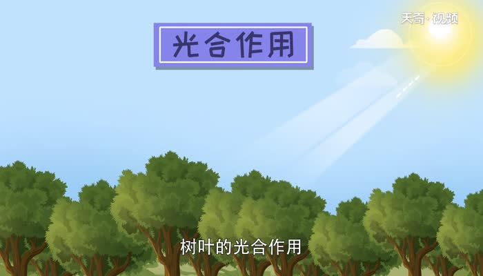 树叶为什么会变黄 植物叶子为何会变黄