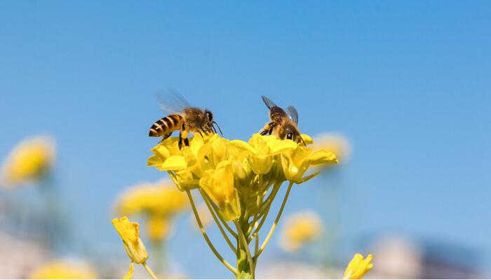 蜜蜂的特点 蜜蜂有什么特点