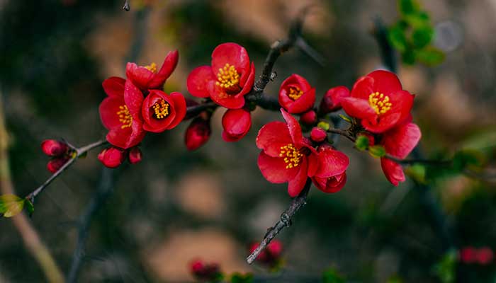 海棠花花语 海棠花的花语是什么