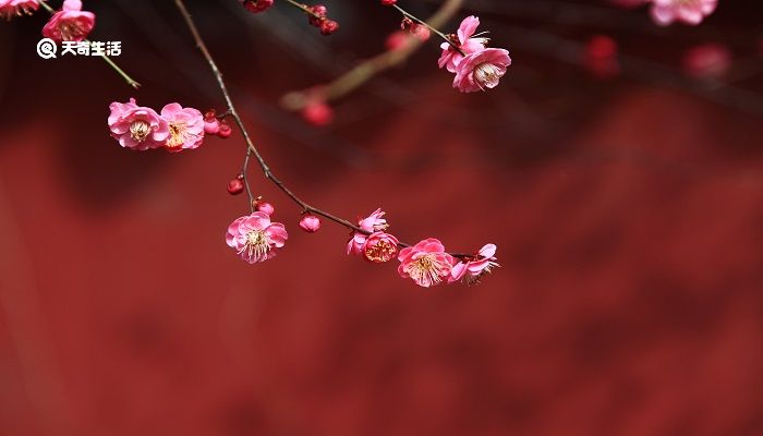 已是悬崖百丈冰犹有花枝俏描写的是什么季节 已是悬崖百丈冰犹有花枝俏描写的是什么季节的景色