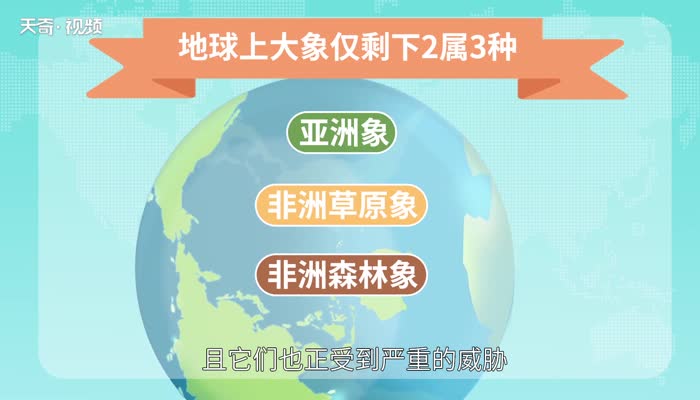 担任象群首领的是什么象 担任象群首领的一般是什么象