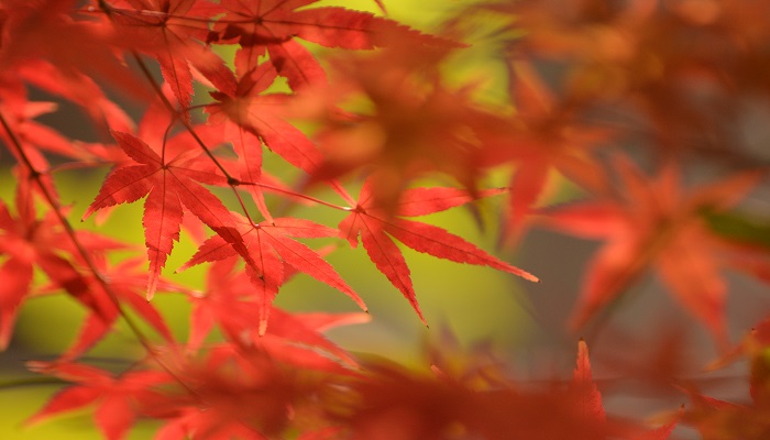 秋冬季适合的口红颜色有哪些 哪些口红颜色最适合秋冬季使用