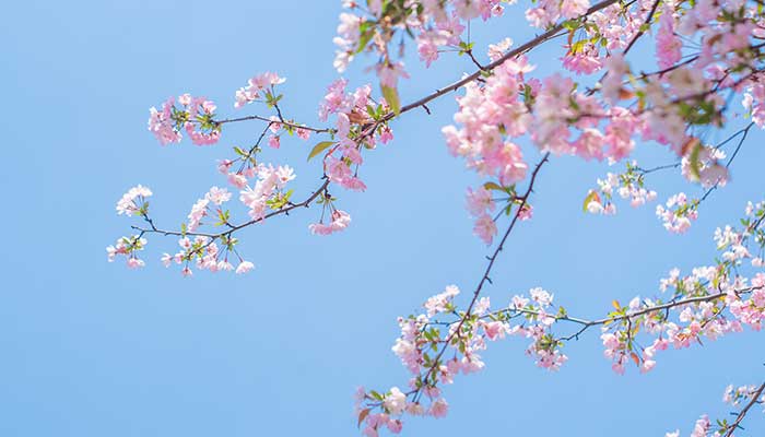 海棠花花语 海棠花的花语是什么