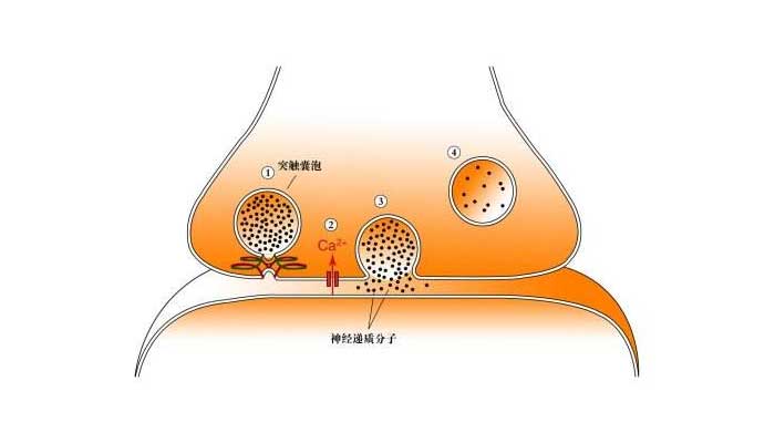 胞吐需要能量吗 胞吐要消耗能量吗