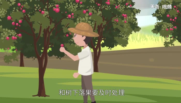 黑腹果蝇危害 黑腹果蝇有哪些危害