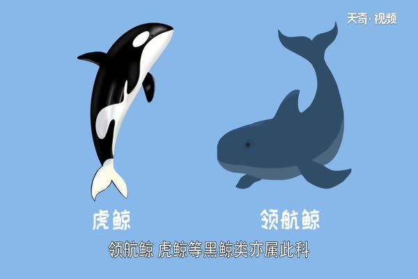 海豚是哺乳动物吗 海豚是什么类型的动物