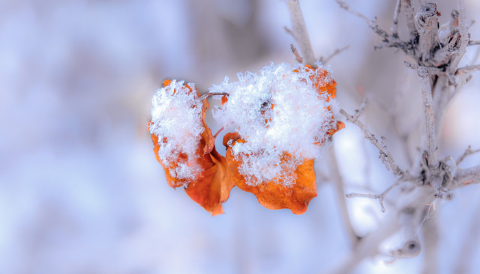 冬幕节是什么节日 冬幕节什么时候开始