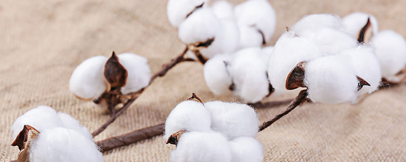 埃及棉和纯棉的区别 埃及棉的优点有哪些