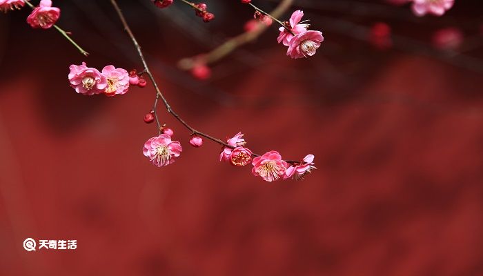 寒夜表达了诗人怎样的情感 寒夜这首诗的意思是什么