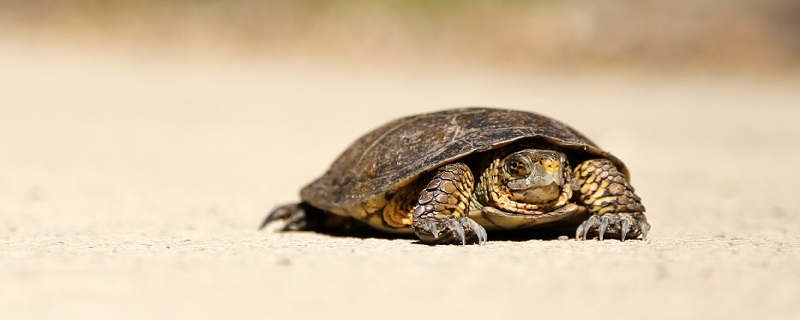 巴西龟怎么分公母 巴西龟区分公母的方法