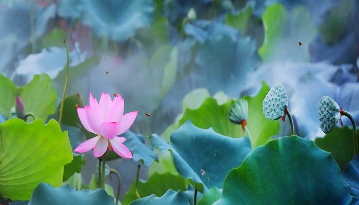 荷花课文中的冒字写出了什么 冒字写出了荷花的什么