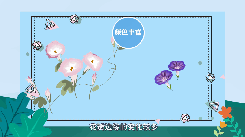 牵牛花花语 牵牛花花语是什么