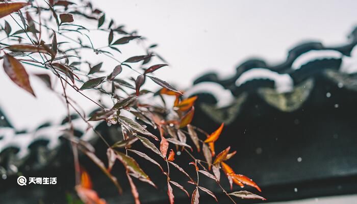 雨水是酸性还是碱性 雨是酸性吗