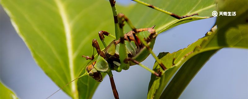 昆虫的种类 昆虫分为几种