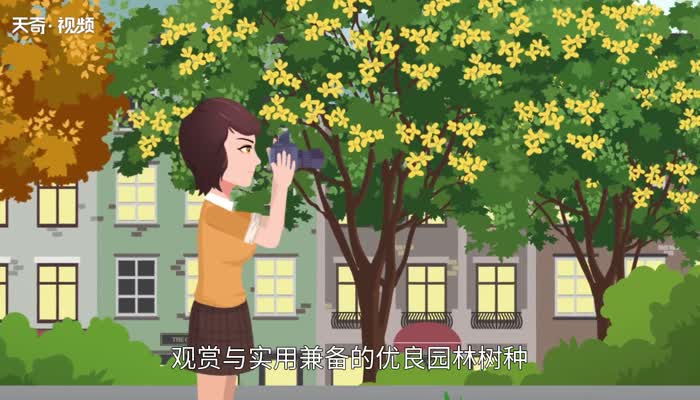 桂花树的特点 桂花的特点是什么