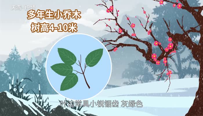 梅花的特点  梅花的特点有哪些