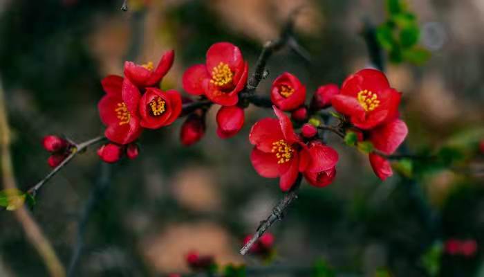 凌晨四点钟,我看见海棠花未眠出自哪里  凌晨四点钟,我看见海棠花未眠出自哪里