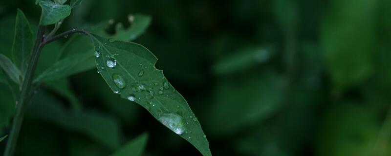 江南梅雨季节什么时间 江南梅雨季节是什么时候