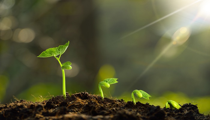 被子植物和裸子植物的区别 裸子与被子植物的主要区别