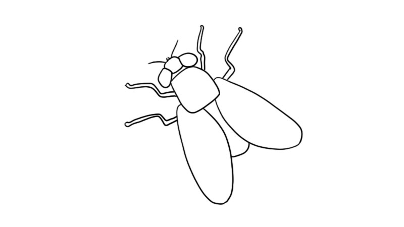苍蝇简笔画怎么画  苍蝇简笔画画法