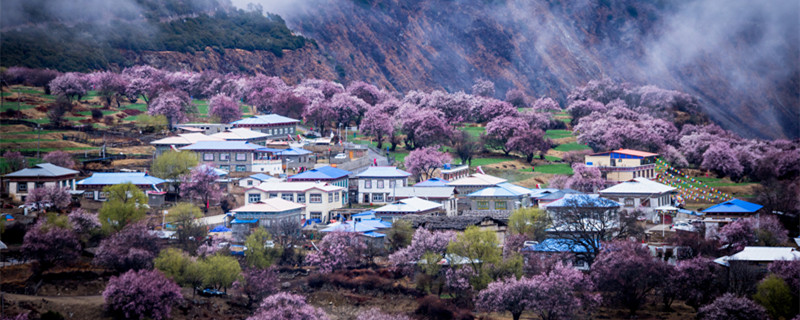 人间四月芳菲尽山寺桃花始盛开哲学原理 人间4月芳菲尽山寺桃花始盛开的原因是什么