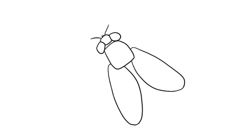 苍蝇简笔画怎么画  苍蝇简笔画画法
