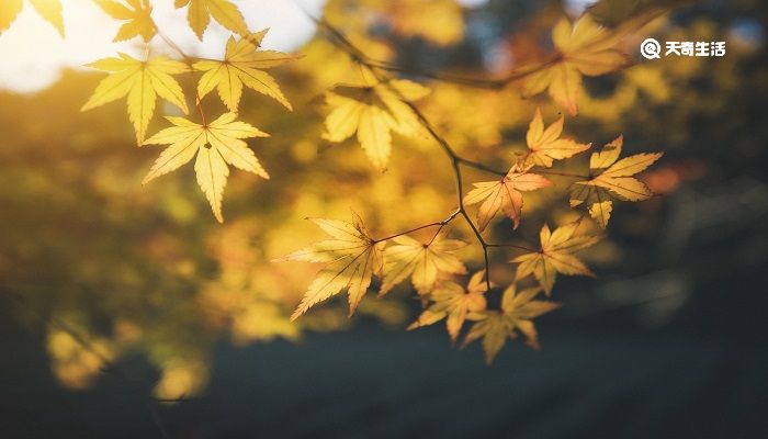 今逢四海为家日,故垒萧萧芦荻秋对应西塞山的是 今逢四海为家日故垒萧萧芦荻秋的意思