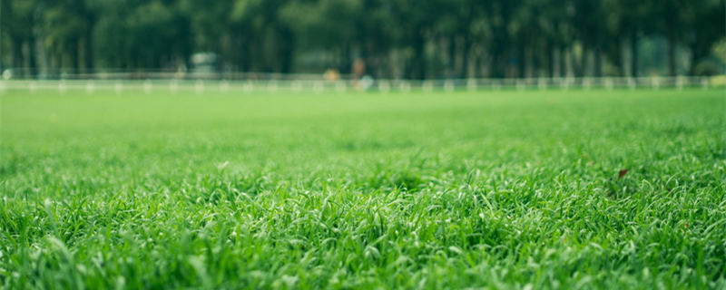 绿草茵茵是什么意思 绿草茵茵是成语吗