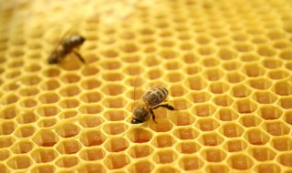 吃蜂胶的禁忌 吃蜂胶的禁忌有哪些
