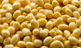 吃黄豆的禁忌 吃黄豆的禁忌是什么