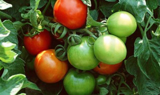 青西红柿能吃吗 吃西红柿的注意事项