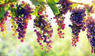 葡萄的种类 葡萄的种类介绍