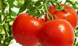如何做好吃的西红柿 做好吃的西红柿方法