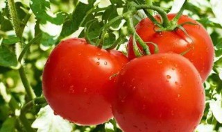 用西红柿怎样做好吃的 西红柿面做法