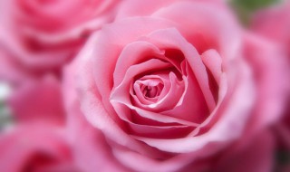 玫瑰花颜色的含义 玫瑰花颜色的含义介绍