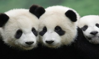 大熊猫为什么会叫大熊猫 大熊猫介绍
