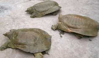 养三只乌龟有讲究 养三只乌龟的讲究简述
