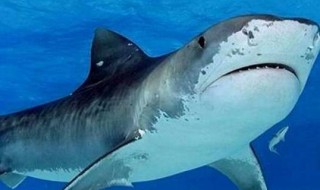 鲨鱼怎么生出小鲨鱼 鲨鱼是如何繁衍的