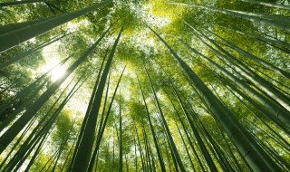 竹节的寓意和象征 竹节有什么寓意象征