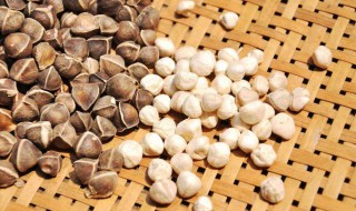 辣木系籽的功效 辣木系籽作用