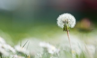 蒲公英是什么季节 蒲公英相关介绍