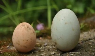 一个鸽子蛋顶几个鸡蛋 一个鸽子蛋顶鸡蛋的量